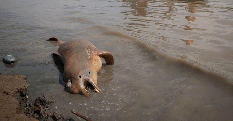 ডলফিনের