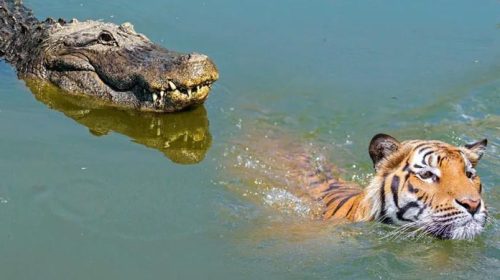 সুন্দরবনে বাঘ-কুমিরের আক্রমণ