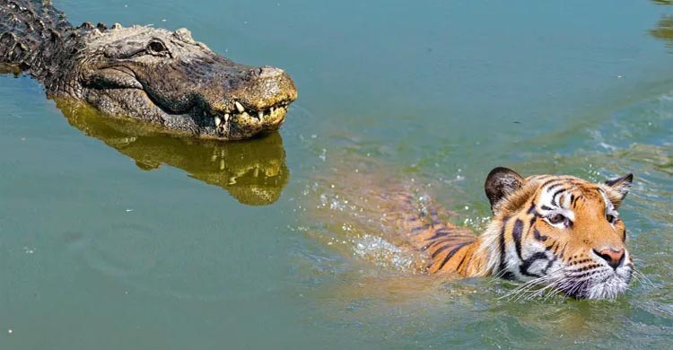 সুন্দরবনে বাঘ-কুমিরের আক্রমণ
